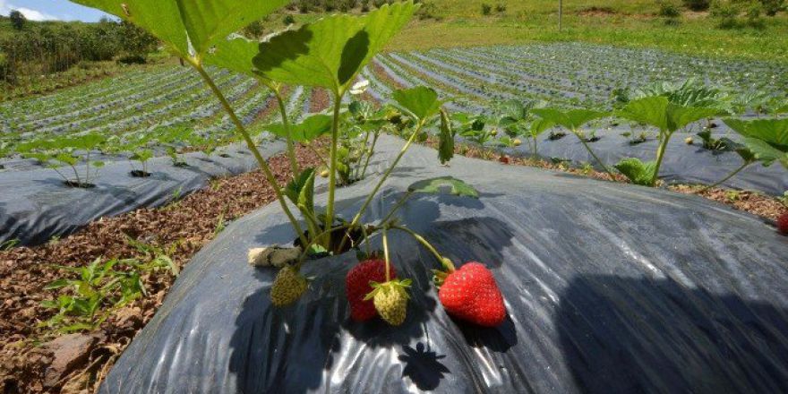 Büyükşehir’den Çiftçilere Ücretsiz Üretim Tesisi