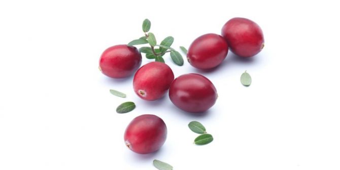 Turna Yemişi, Ağız İçindeki Bakteriyi Engelliyor