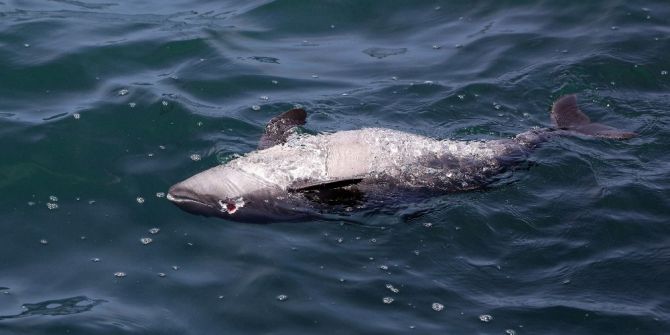 Profesör, Yunusları Vurduğu İddia Edilen Balıkçıları Fotoğraflayıp İhbar Etti