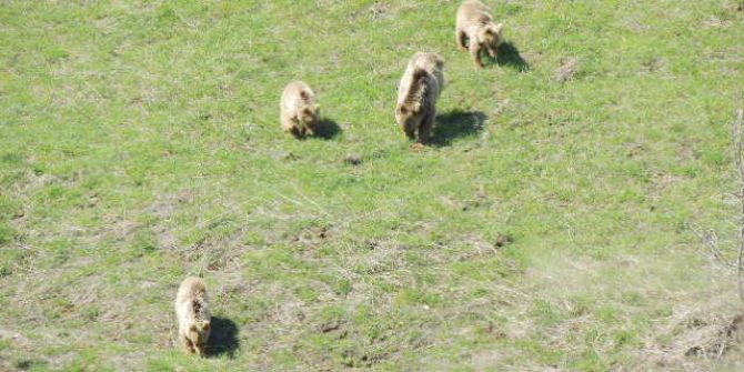 Beslenmeye İnen Anne Ayı Ve Yavruları Görüntülendi