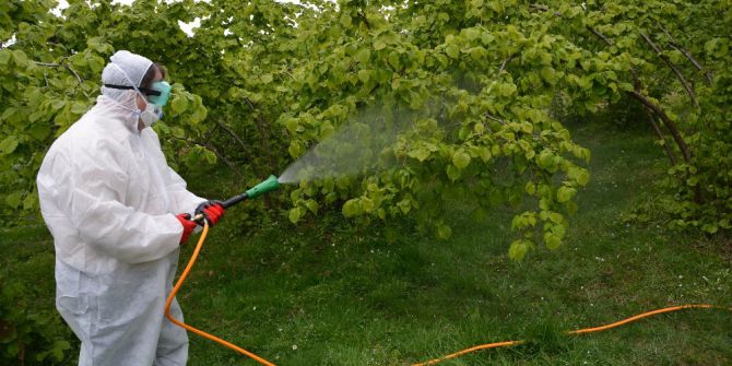 Fındıkta Küllenme Hastalığına Karşı İlaçlı Mücadele Başladı