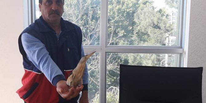 Kapısının Önünde Yaralı Balaban Kuşu Buldu