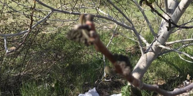 Çameli’de Don Ceviz Ağaçlarını Olumsuz Etkiledi