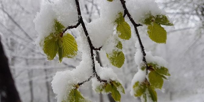 Fındıkta Zirai Don Tehlikesi