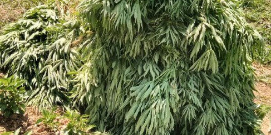 Adıyaman’da Bin 125 Kök Kenevir Bitkisi Ele Geçirdi