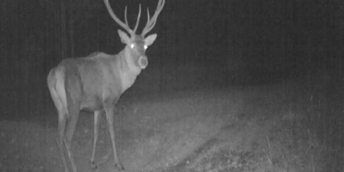 Doğu Karadeniz’de Yaban Hayatı Fotokapanla İzleniyor
