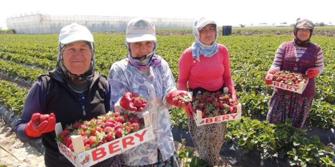 Silifke’de Çilek Ve Domates İhracatı Başladı