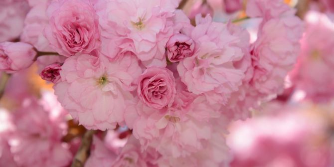 Konya’da Sakuralar Şehre Renk Katıyor