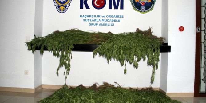 Antalya’da 490 Kök Hint Keneviri Ele Geçirildi