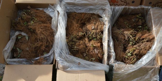 Ordu’da 240 Bin Çilek Fidesi Dağıtıldı