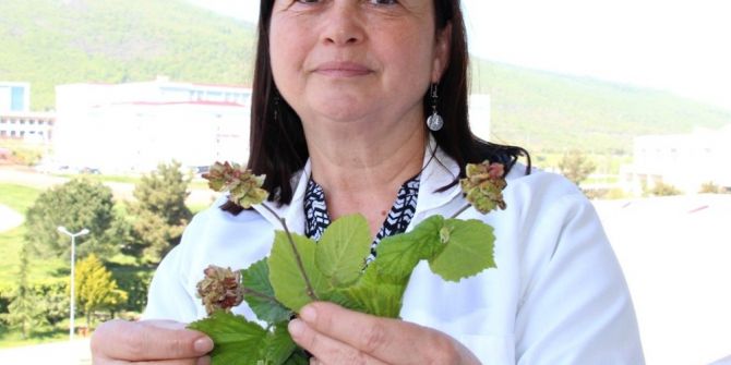 Fındık Üreticisine "Kozalak Akarı" Uyarısı