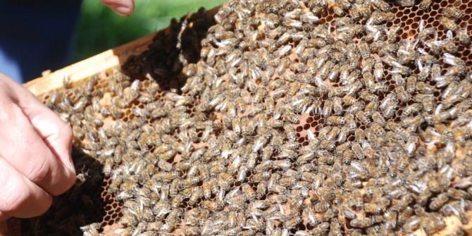 Uysal Arılar Elden Ele Dolaştı