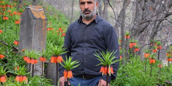 Baharın Müjdecisi Ters Laleler