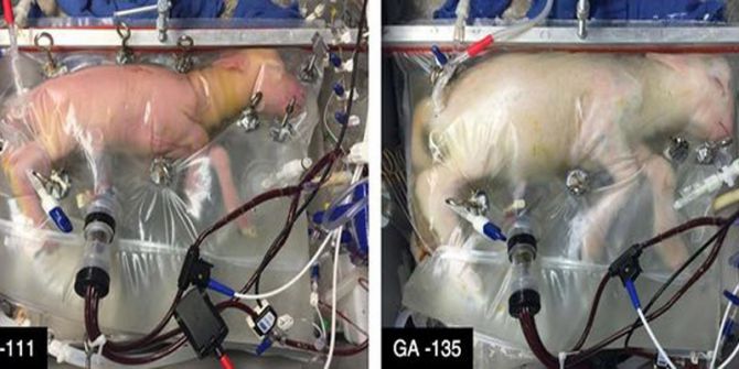 Kuzuyu Yapay Rahimde Büyüttüler