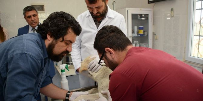 Osmaniye’de Sokak Hayvanlarına Kan Testi