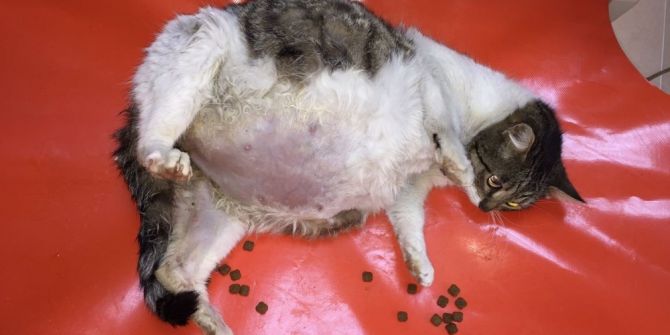 Ölmek Üzereyken Bulunan Kedi Sağlığına Kavuştu