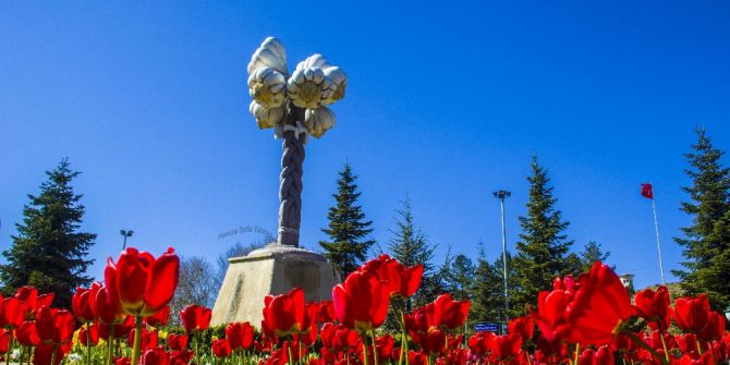 Taşköprü’de Laleler Açtı