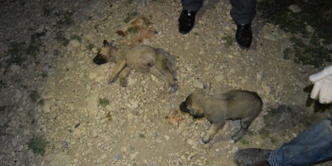 Yavru Köpekler Vahşice Katledildi