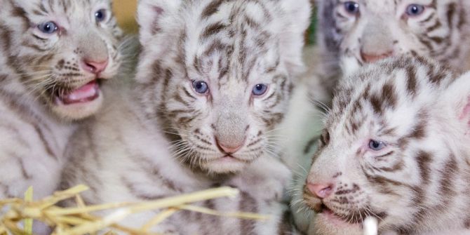 Dört Bengal Kaplan Yavrusu Görücüye Çıktı