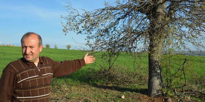 Uşak Kaşbelen Köyünde Ağaç Gaspları Yaşanıyor