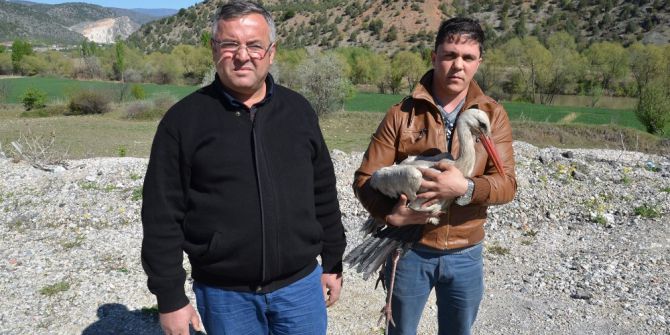 Karayolları Ekipleri Tarafından Bulunan Yaralı Leylek İki Ayda İyileşti