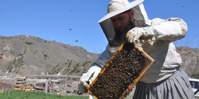 Yatay Kovan Üretti, İki Kat Bal Elde Etti