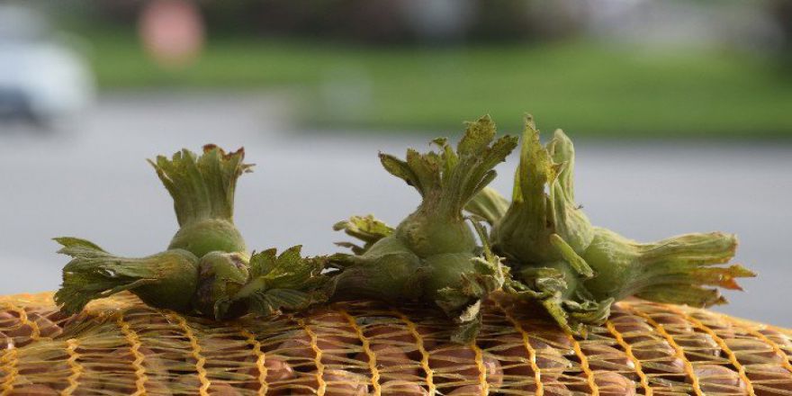 Fındık İhracatı 234,9 Bin Tona Ulaştı