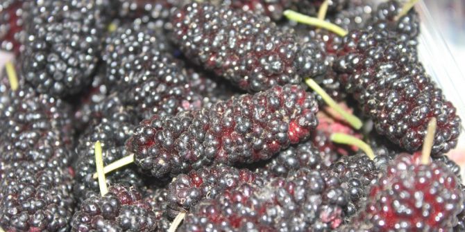 Yaz Meyveleri Tezgaha İndi, Fiyatlar El Yakıyor