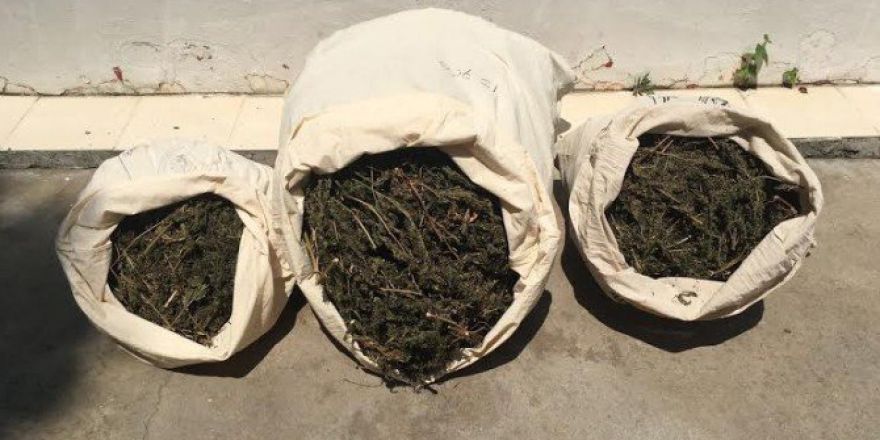 Nar Bahçesinde Uyuşturucu Ele Geçirildi