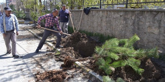 Muş Belediyesinden Yeşillendirme Çalışması