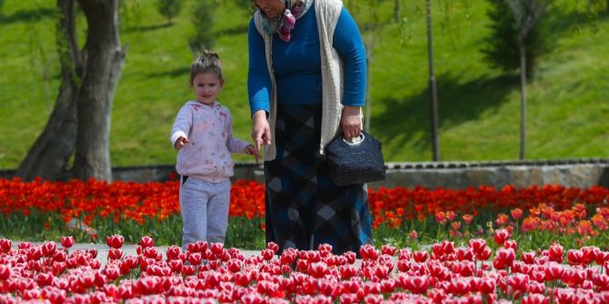 Sincan, Zarafet Ve Güzelliğin Temsili Lalelerle Bahara ‘Merhaba’ Diyor