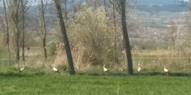 Hisarcık Yıllar Sonra Leylek Gördü
