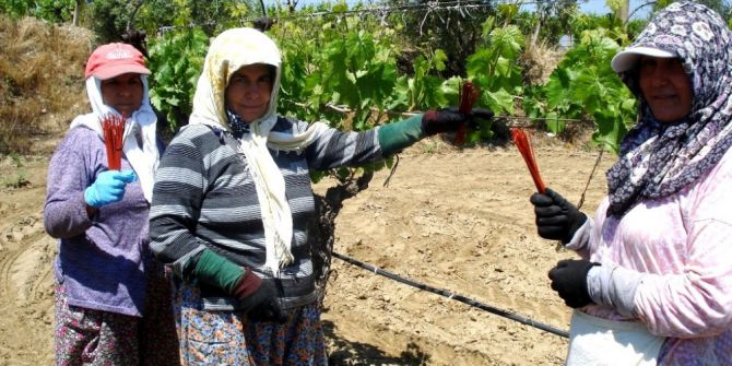 Salkım Güvesine Japon Tuzaklı Önlem