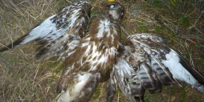 Kartal Vurana 8 Bin 900 Lira Para Cezası