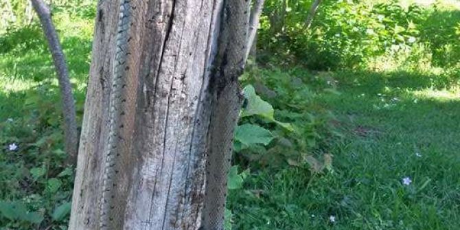 Fındık Bahçelerinde Görülen Yılanlar Korkutuyor