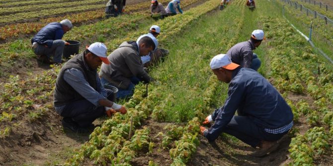 Ordu’da Bu Yıl 2 Milyonu Aşkın Fidan Üretilecek