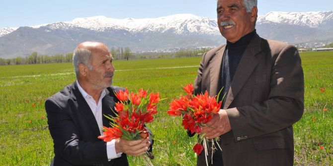 Lalelerin Açmasıyla Muş Ovası Kırmızıya Büründü