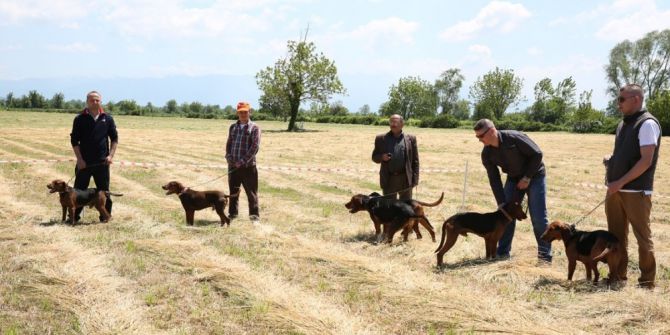 9. Fermalı Av Köpekleri Yarışması Hafta Sonu Yapılacak