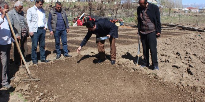 Tütün Ekimi Başladı