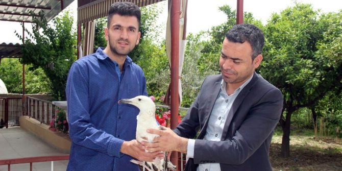 Saçmayla Yaralanan Martı Tedaviye Alındı