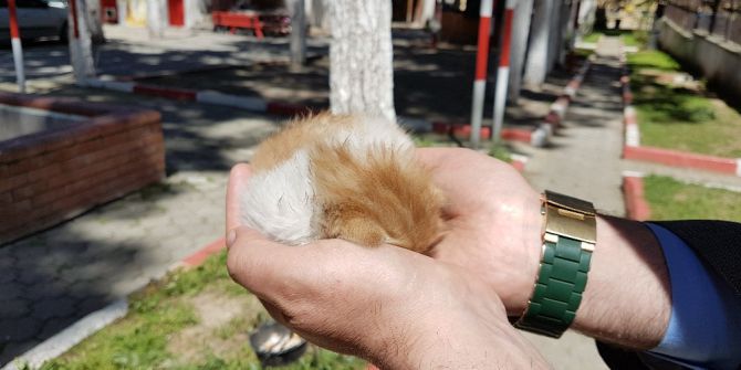 Atık Su Borusuna Sıkışan Yavru Kediyi İtfaiye Kurtardı