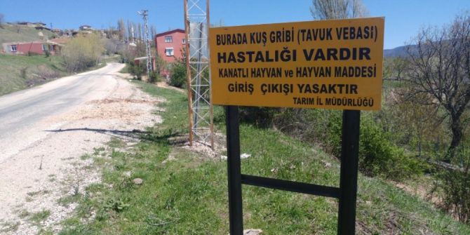 Reşadiye’de Kuş Gribi İncelemesi