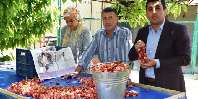 Kirazın Anavatanı Kemalpaşa’da İlk Hasat Yapıldı