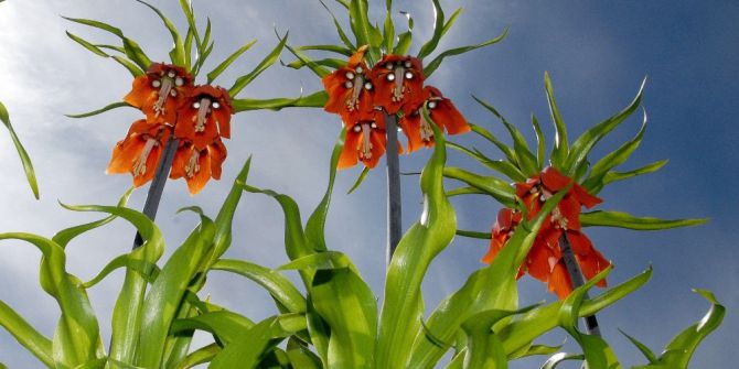 Ters Laleler Doğaseverleri Büyülüyor