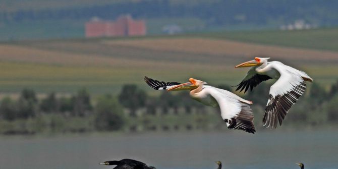 Amasya’da ‘Pelikan Adası’