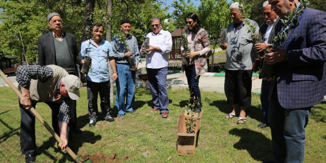 “Huzurlu” Fidanlar