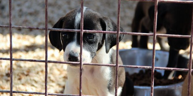 Hayvanlar Beethoven, Mozart Dinleyerek Rahatlıyor