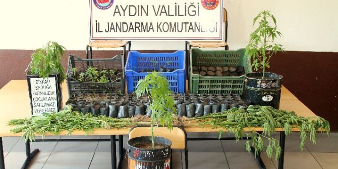 Aydın’da 472 Kök Hint Keneviri Ele Geçirildi