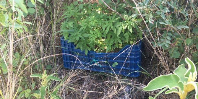 Alanya’da Hint Keneviri Operasyonu