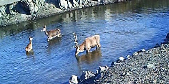 Kızıl Geyik Ailesi Foto Kapanına Yakalandı